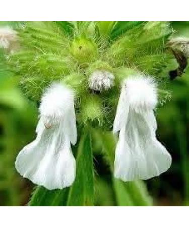 10.58oz Siru Thumbai Powder | Leucas Aspera (Madhupati Goma Dronapushpi Chota Halkusa) | Respiratory Health Support | Digestive Aid | Oral Care | Herbal Remedy | 100% Pure | 300GM - Buy Online on GoSupps.com