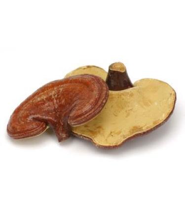Premium Organic Red Reishi Mushrooms - Pure and Potent Immune Support - Buy Online on GoSupps.com
