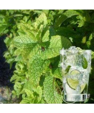 Mentha Mojito Mentha Hemigwayensis (Pack of 3)