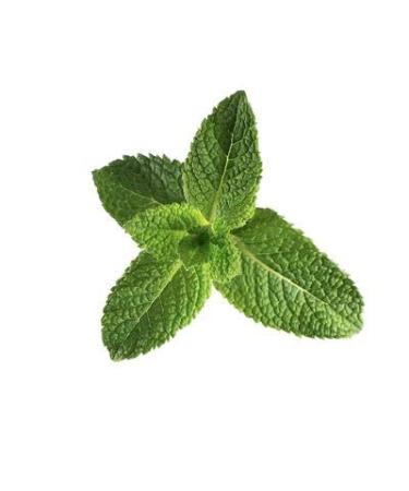 Buy Beessential Natural Body Wash - Peppermint Sulfate-Free Shower Gel with Essential Oils for Men & Women | 16 oz - International Shipping Available - Buy Online on GoSupps.com