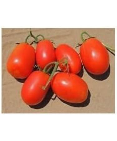 30 semi Rio Large Tomato 2017 ($ 3.00 max Shipping!) - Buy Online on GoSupps.com