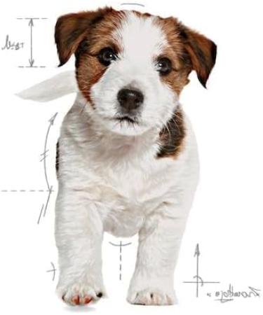 Royal Canin Mini Puppy Complete Dry Dog Food 3 x 800g - Buy Online on GoSupps.com