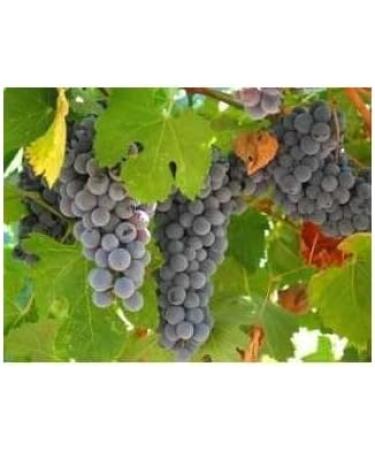 Grape marc 250g POWDER Vitis vinifera - Buy Online on GoSupps.com