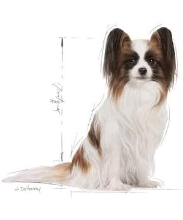 Royal Canin X-Small Adult Dog Food 8+ 1.5kg Poultry 1.5 kg (Pack of 1) - Buy Online on GoSupps.com