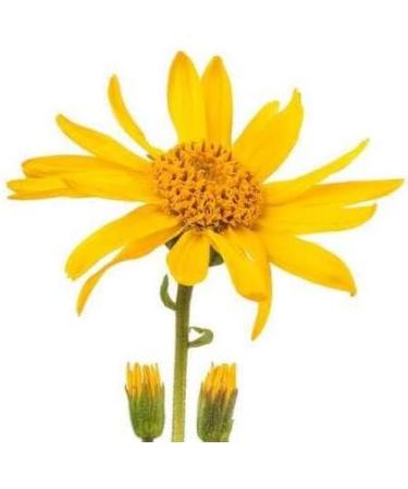 Arnica - Organic Oily Macerate - Glass Bottle - 100mL - Buy Online on GoSupps.com