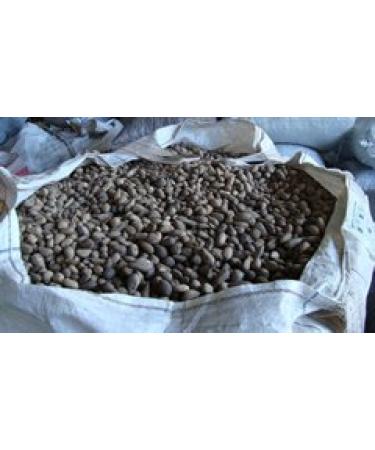 Paris Fragrances Murumuru Butter (16 Oz) - Natural Unrefined - Sustainable Product of The Brazilian Amazon - Extraction: Cold Pressed - Buy Online on GoSupps.com