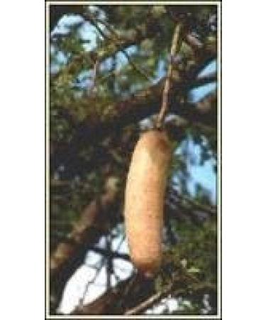 Zambesia Botanica Skin Cream Extra 250ml - Sausage Tree Cream - Buy Online on GoSupps.com