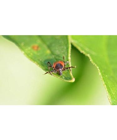 Dizefa Tick Traps (5 Cans) - Original Tick Defense for Your Garden | Innovative Protection for Humans & Pets | Reduce FSME & LyReliosis Risks - Buy Online on GoSupps.com