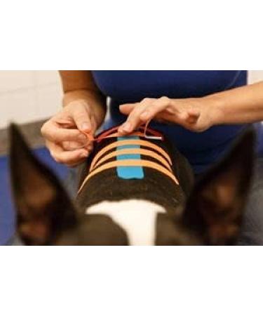 Vetkin Vetkintape Kinesiology Tape for Animals - 6cm x 5m | Premium Latex-Free Kinesiotape for Horses & Dogs | T V-Certified & 25% Stronger Adhesive (Pink) - Buy Online on GoSupps.com