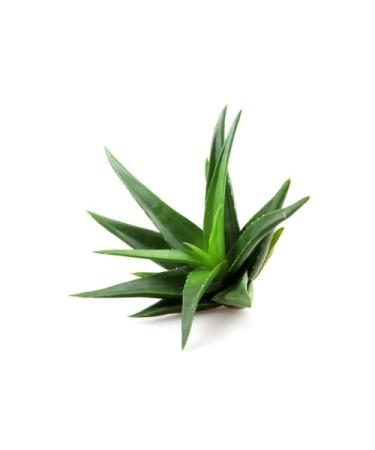 Aloe Vera Palmitate - 2fl oz / 60ml - Cosmetics Ingredient - Skin & Hair Care - Buy Online on GoSupps.com