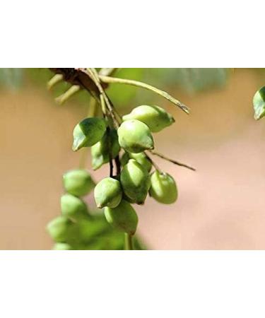 Kakadu Plum Extract | 100 Percent Natural no Added Sugar | The World s Richest Natural Source of Vitamin C by The Australian Superfood Co | 1.69 OZ - Buy Online on GoSupps.com