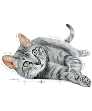 Royal Canin Sterilised Indoor 7+ in Gravy Wet Adult Cat Pouches 85g (Pack of 12) - Buy Online on GoSupps.com