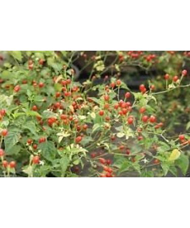 30 semi deserto Tepin Chili"Madre di Tutte Peppers " - Super HOT - 250.000 unit Scoville