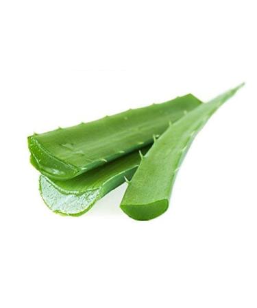 Veenas Fresh Aloe Vera Leaves | 1 Piece | Improve Skin and Prevent Wrinkles | Aloe Vera Juice Source of Antioxidants| Fresh Leaf | Indian Origin Leaf 1Pcs