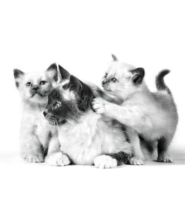 Royal Canin Dry Cat Food Mother & Baby 34 Complete Food 400 g 400 g (Pack of 1) - Buy Online on GoSupps.com