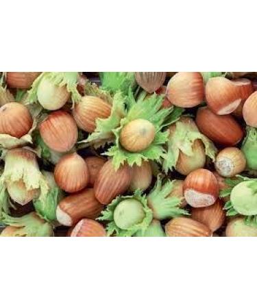 Vegan Hazelnut Mus - 70% Hazelnuts Gluten-Free Palm Oil-Free No Preservatives 320g - Buy Online on GoSupps.com