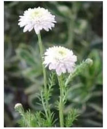 Roman chamomile floral water 1 liter ORGANIC. - Buy Online on GoSupps.com