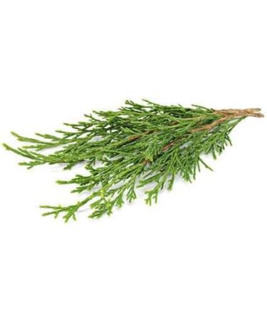 LEBANON CEDAR - 30mL - Organic bud macerate - Buy Online on GoSupps.com