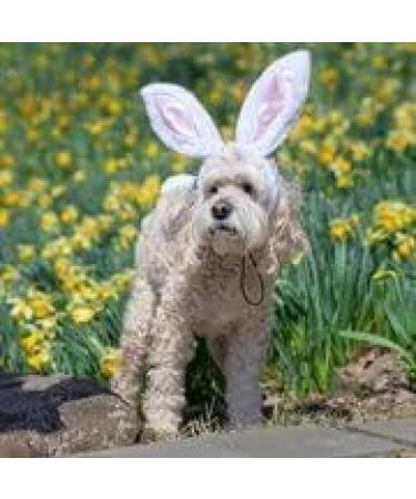Midlee Small White Bunny Ears for Dogs with Tail - Adorable Costume Accessory - Buy Online on GoSupps.com