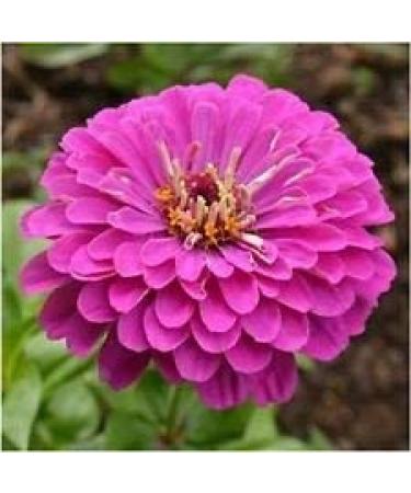 Semi Zinnia Lilliput viola fiore zinnia elegans Lilliput viola 50 + semi 200+