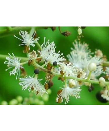 Black cohosh