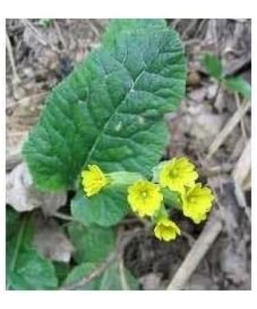 France Herboristerie France Herbal Medicine Herbal Tea Primula Flower Whole Extra - Buy Online on GoSupps.com