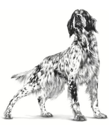 Royal Canin Expert Adult | Pack of 4 | 4 x 12 x 100 g | Complete Food for Adult Dogs | to Maintain an Ideal Weight | to Support the Health of Dogs - Buy Online on GoSupps.com