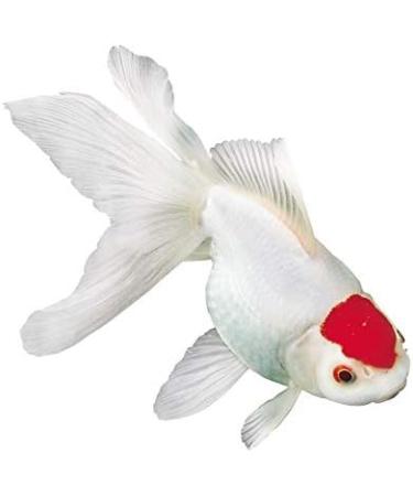 Sera Goldy Gran Nature 100 ml | Premium Goldfish Feed with 4% Insect Flour | High-Value Granulate for Aquariums - Algae Control | 60 g Pack - Buy Online on GoSupps.com