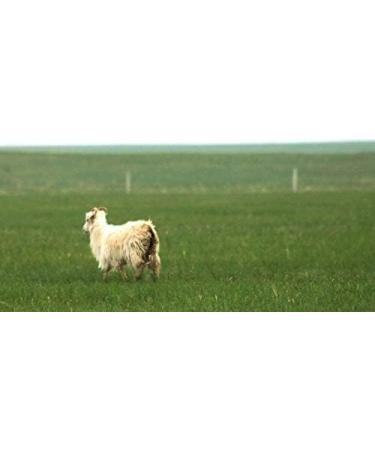 Poudre concentr e d'extrait d'ovine de mouton pur Qinghai-Tibet 200 g - Buy Online on GoSupps.com