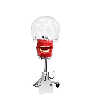 Dental Teaching Simulator Manikin Phantom Head Model Plastic Educational Teeth Model Fix on (Table Type) - Buy Online on GoSupps.com