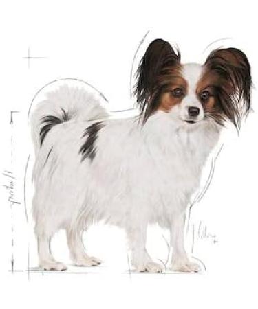 ROYAL CANIN Size X-Small Adult 2-Pack (2 x 500 g) - Buy Online on GoSupps.com