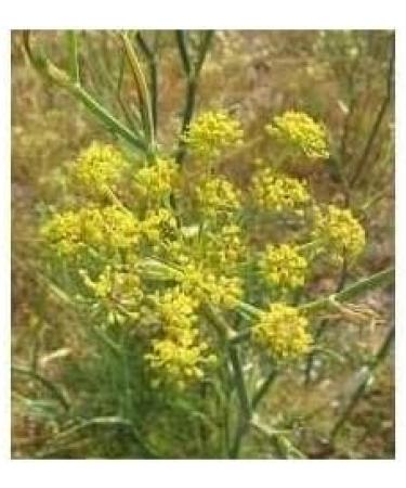 Fennel de Provence 1 kg Powder Foeniculum dulce - Buy Online on GoSupps.com
