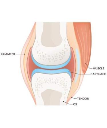 Pro Joints * 195 g / 30 single-dose sachets * Collagen Type I and Type II Acerola Turmeric Black Elderberry and Manganese - Buy Online on GoSupps.com