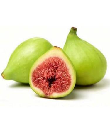 FIG TREE - 30mL - Organic Bud Macerate - Buy Online on GoSupps.com