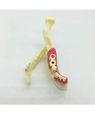 Ernzi Lower Jaw Decomposition Model - Realistic Dental Simulation & Teaching Tool for Oral Health Education - Buy Online on GoSupps.com