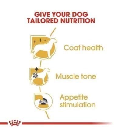 Royal Canin Poodle Wet Dog Food Pouches 12 x 85g - Buy Online on GoSupps.com