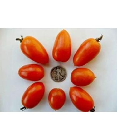 Pacchetto semi: Semi Amish Organic Tomato - incolla/reflex - 40 Semi