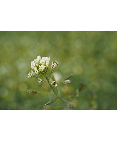 Cedar Bear Thyro Boost a Liquid Herbal Supplement That Helps Activate and Build Thyroid Function and Structural Integrity 1 Fl Oz 1 Fl Oz (Pack of 1) - Buy Online on GoSupps.com