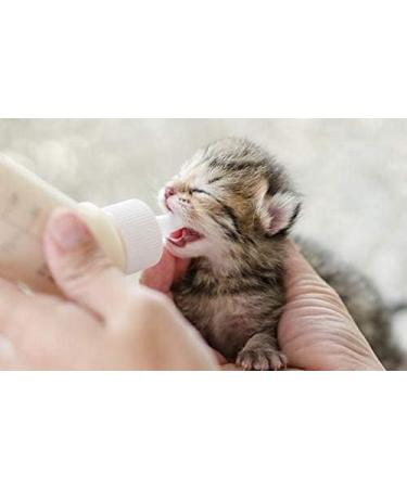 STANGEST Milk Can 400GR - Buy Online on GoSupps.com