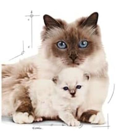 Royal Canin Mother & Babycat Mousse | 12 x 195 g | Complete Food for Cats | Especially for the Mother Cat and Her Puppies | To Support the Body's Defense - Buy Online on GoSupps.com