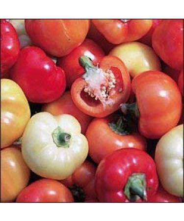 10 Semi di PEP282 Alma Paprika (Paprika Pepper)