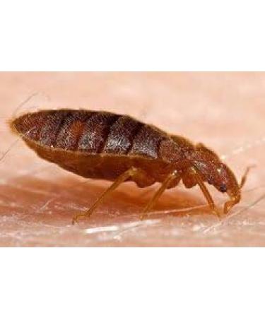 Electronic Flea Comb Kills Fleas Without Chemicals. Epilady - Buy Online on GoSupps.com