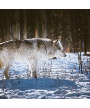 Primal - Black Jamaican Castor Oil & Rosemary Oil Hair Growth Serum by Wolfmen Skin - Buy Online on GoSupps.com