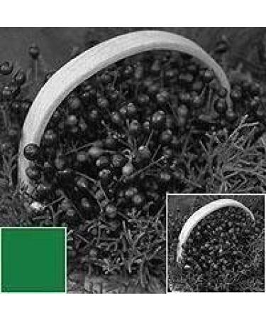 Tiffen 4311G1 43mm 11 Green 1 Filter - High-Quality Glass Filter for Enhanced Photography - Buy Online on GoSupps.com