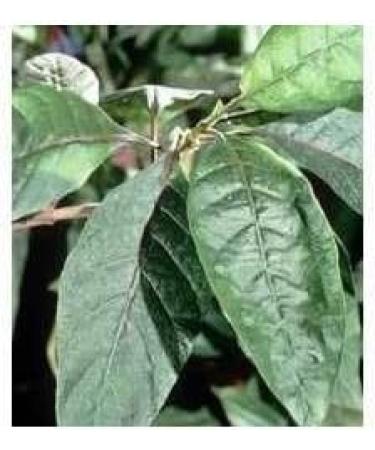 Quinquina red bark 1kg Cinchona succirubra - Buy Online on GoSupps.com