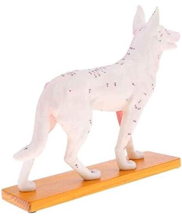 Anatomical Dog Model Acupuncture Anatomy Acupuncture Point Model of The Dog Body Animal with 72 Acupuncture Points - Buy Online on GoSupps.com