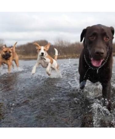 Dog Training Duck Dummy Gun Dog Training Dummy With Throwing Toggle Dog Retrieve Dummy Bird Dummy Dog Training For Puppies Or Adult Hunting Dogs - Buy Online on GoSupps.com