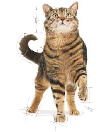 ROYAL CANIN Appetite Control Care | Pack of 3 | 3 x 400 g | Dry Food for Adult Cats | Recommended to Control Begging Behavior | Also for Castrated Cats - Buy Online on GoSupps.com