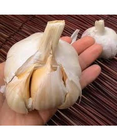 Elephant Garlic 2 Huge Bulbs! Great for Fall Planting! Non GMO Milder Tasting Garlic - Buy Online on GoSupps.com