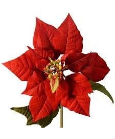 Perlier: "Stella di Natale" Bath Cream with Christmas Star * 16.9 Fluid Ounces (500ml) Bottle * Italian Import  - Buy Online on GoSupps.com